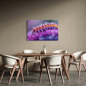 Tablou - Caterpillar (90x60 cm)