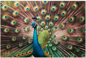 Tablou - Păun (90x60 cm)