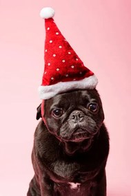 Fotografie Grumpy Pug Wearing a Christmas Hat, ClarkandCompany