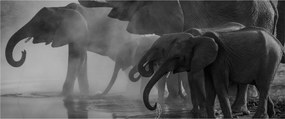 Tablou cu elefanți - albnegru (120x50 cm)