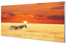 Panouri de sticlă Zebra câmp apus de soare