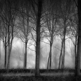 Fototapet, Row of Trees, Rebel Walls
