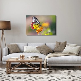 Tablou - Fluture pe floare (90x60 cm)