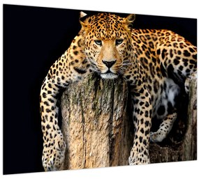 Tablou pe sticlă - Ghepard (70x50 cm)