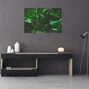 Tablou - Frunze de palmier (90x60 cm)