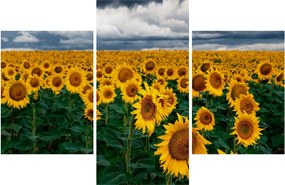 Tablou câmpului de floarea soarelui (90x60 cm)