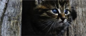 Tablou cu pisicuța (120x50 cm)