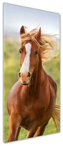 Imagine de sticlă Un cal în galop
