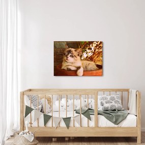 Tablou cu pisica în ghiveci (70x50 cm)
