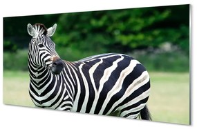 Tablouri pe sticlă caseta Zebra