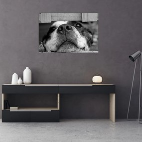 Tablou cu câine (90x60 cm)