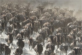 Tablou - Turmă de antilope sălbatice (90x60 cm)