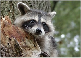 Tablou - Raton (70x50 cm)