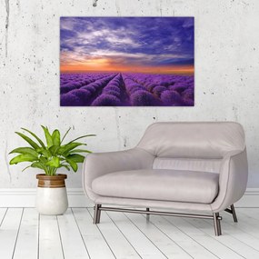 Tablou câmpului cu lavandă (90x60 cm)