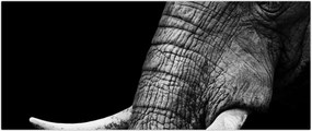 Tablou - Colți de elefant (120x50 cm)