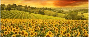 Tablou - Câmp de floarea-soarelui (120x50 cm)