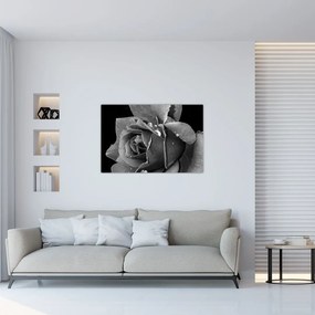 Tablou cu trandafir - albneagră (90x60 cm)