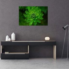 Tablou cu coniferi (90x60 cm)
