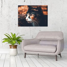 Tablou pe sticlă - Privirea pisicii (70x50 cm)