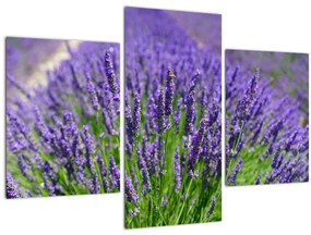 Tablou - lavanda (90x60 cm)