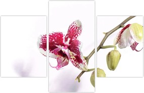 Tablou cu floarea de orhidee (90x60 cm)
