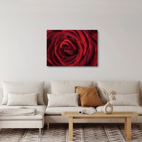 Tablou pe sticlă - Trandafir roșu cu picături de rouă (70x50 cm)