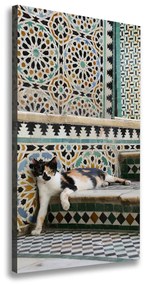 Tablou canvas Cat în Maroc
