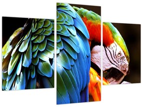 Tablou - Papagal (90x60 cm)