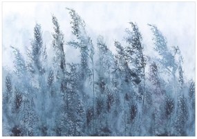 Fototapet - Tall Grasses - Grey