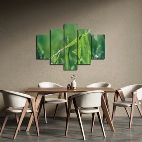 Tablou cu picături de rouă (150x105 cm)
