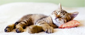 Tablou - Pisicuța adormită (120x50 cm)