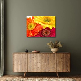 Tablou - Flori Gerbery (70x50 cm)