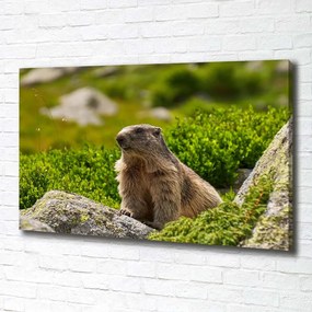 Pictură pe pânză Marmota