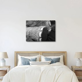 Tablou - Picior de elefant (70x50 cm)