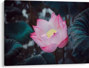 Tablou cu floare roz (70x50 cm)