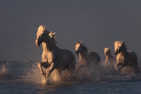 Tapet Wild Horses, Rebel Walls