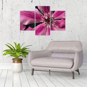 Tablou cu floarea roz de clematis (90x60 cm)