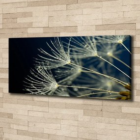 Tablou pe pânză canvas Semințe de papadie