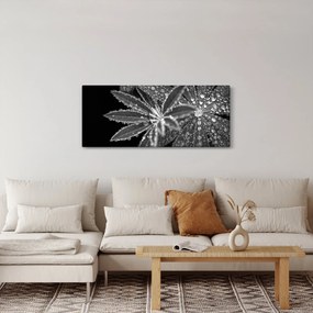 Tablou - Frunze cu picături (120x50 cm)