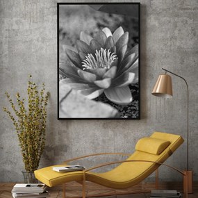 Poster - Nufăr (A4)