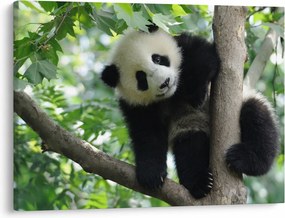 Tablou - Panda in copac (70x50 cm)