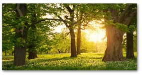 Tablou sticlă acrilică Copaci în parc