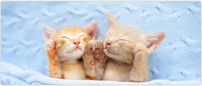 Tablou - Pisicuțe adormite (120x50 cm)