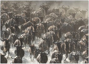 Tablou - Turmă de antilope sălbatice (70x50 cm)