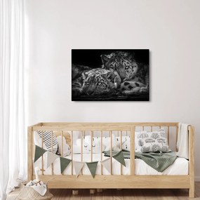 Tablou - Gheparzi care se odihnesc (90x60 cm)