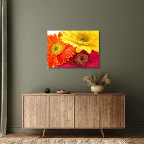 Tablou pe sticlă - Flori Gerbery (70x50 cm)