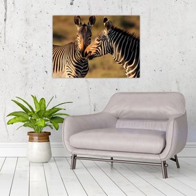 Tablou pe sticlă - Două zebre (70x50 cm)
