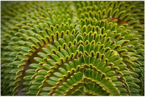 Tablou - Fern (90x60 cm)