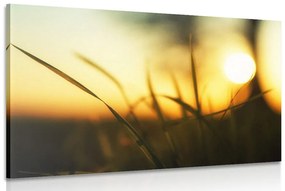 Tablou apus de soare în iarbă