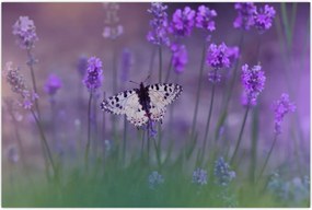 Tablou - fluture în lavandă (90x60 cm)